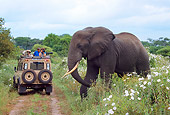 AFW 04 TL0023 01
African Elephant By Safari Vehicle