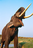 AFW 04 TL0025 01
Asian Elephant Trumpeting