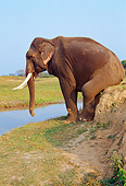 AFW 04 TL0027 01
Asian Elephant Scratching Rear On Bank