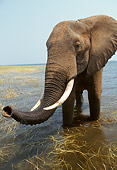 AFW 04 TL0028 01
African Elephant Bull Playing In Water Zimbabwe