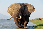 AFW 04 TL0029 01
African Elephant Bull Crossing Stream Blue Sky Africa