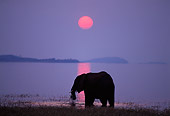 AFW 04 TL0030 01
Silhouette Of African Elephant Grazing At Edge Of Lake Sunset Africa