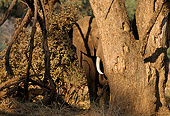 AFW 04 TL0031 01
African Elephant Bull Standing Behind Tree Africa