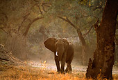 AFW 04 TL0032 01
African Elephant Bull Standing In Clearing In Forest Africa