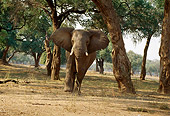 AFW 04 TL0033 01
African Elephant Bull Approaching Camera In Forest Africa