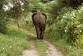 AFW 04 TL0034 01
Rear View Of African Elephant Walking Along Path In Forest Africa