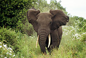 AFW 04 TL0035 01
African Elephant Bull Approaching Camera In Forest Clearing Africa