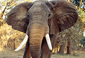 AFW 04 TL0037 01
African Elephant Bull Approaching Camera In Forest Africa
