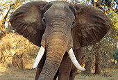 AFW 04 TL0037 02
African Elephant Bull Approaching Camera In Forest Africa