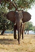 AFW 04 TL0038 01
African Elephant Bull Approaching Camera In Woodland Africa