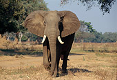 AFW 04 TL0039 01
African Elephant Bull Approaching Camera In Woodland Africa