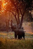 AFW 04 TL0040 01
African Elephant Bull Feeding In Woodland Morning Africa