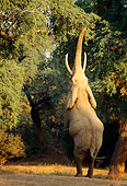 AFW 04 TL0041 01
African Elephant Bull Feeding In Woodland Morning Africa