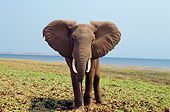 AFW 04 TL0042 01
African Elephant Bull Approaching Camera At Lakeshore Africa