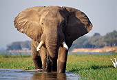 AFW 04 TL0043 01
African Elephant Bull Approaching Camera In River Grass Zambezi River Africa