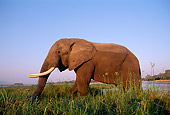 AFW 04 TL0044 01
Profile Of African Elephant Bull Walking In River Grass Zambezi River Africa