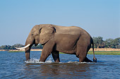 AFW 04 TL0045 01
Profile Of African Elephant Bull Wading In River Zambezi River Africa