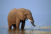 AFW 04 TL0046 01
African Elephant Bull Feeding At Edge Of Lake Africa