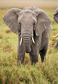 AFW 04 TL0047 01
African Elephant Bull Grazing In Grass Africa