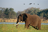 AFW 04 TL0048 01
Profile Of African Elephant Bull Standing In River Grass Zambezi River Africa
