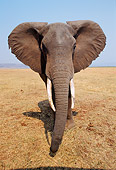 AFW 04 TL0049 01
African Elephant Bull Approaching Camera On Dry Grass Plain Africa