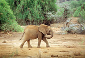 AFW 04 TL0052 01
Profile Of Young African Elephant Walking On Dirt By Trees Africa