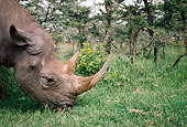 AFW 05 BA0001 01
Head Shot Of Black Rhino Grazing On Grass Profile