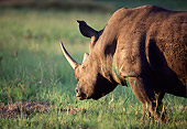 AFW 05 BA0002 01
Close-Up Of White Rhinoceros Walking On Savanna Back View