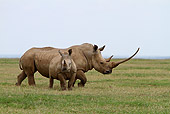 AFW 05 DB0008 01
White Rhinoceros Adult With Young Walking On Savanna