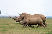 AFW 05 DB0009 01
White Rhinoceros Adult With Young Walking On Savanna