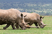 AFW 05 DB0011 01
Close-Up Of White Rhinoceros Adult With Young Walking On Savanna