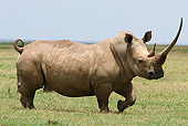 AFW 05 DB0012 01
White Rhinoceros Standing On Savanna Profile