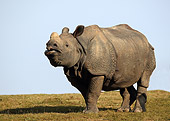 AFW 05 GL0002 01
Indian Rhinoceros Standing In Grassland