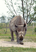 AFW 05 GL0003 01
Black Rhinoceros Walking In Grassland