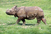 AFW 05 GL0004 01
Black Rhinoceros Walking In Grassland