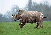 AFW 05 GL0006 01
White Rhinoceros Walking On Grassland South Africa
