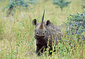 AFW 05 GL0008 01
Black Rhinoceros Walking Through Grassland Kenya