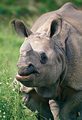 AFW 05 GL0009 01
Portrait Of Indian Rhinoceros Standing In Grassland