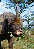 AFW 05 GL0010 01
Portrait Of Black Rhinoceros Eating Leaves On Savanna