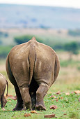 AFW 05 GL0011 01
Back View Of White Rhinoceros Standing In Savanna
