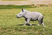 AFW 05 GL0012 01
White Rhinoceros Calf Walking On Grass Kenya