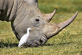 AFW 05 GL0013 01
White Rhinoceros Female And Cattle Egret In Grassland Kenya