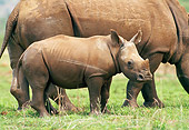 AFW 05 GL0014 01
White Rhinoceros Calf Grazing Near Mother In Grassland