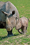 AFW 05 GL0015 01
Portrait Of Indian Rhinoceros Mother Standing With Calf On Grass
