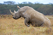 AFW 05 GL0018 01
White Rhinoceros Female Walking In Savanna At Nakuru Park, Kenya