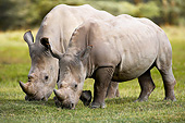 AFW 05 GL0019 01
Two White Rhinoceros Eating Grass At Nakuru Park, Kenya