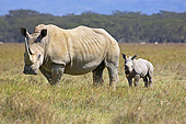 AFW 05 GL0020 01
White Rhinoceros Female Walking With Calf In Savanna At Nakuru Park, Kenya