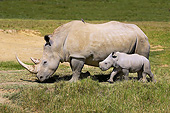 AFW 05 GL0021 01
White Rhinoceros Female Walking With Calf In Savanna At Nakuru Park, Kenya