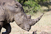 AFW 05 HP0001 01
Muddy Black Rhinoceros Walking Through Grass Zululand, South Africa