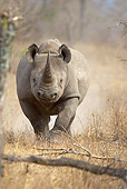 AFW 05 HP0002 01
Muddy Black Rhinoceros Grazing In Savanna Zululand, South Africa
